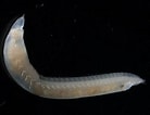 Image result for "ophelia Limacina". Size: 138 x 106. Source: www.marinespecies.org