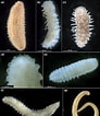 Afbeeldingsresultaten voor Sphaerodoropsis minuta Geslacht. Grootte: 92 x 106. Bron: onlinelibrary.wiley.com