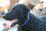 Image result for Curly-Coated Retriever. Size: 159 x 106. Source: www.dailypaws.com