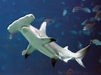 Afbeeldingsresultaten voor Hammerhead Sharks. Grootte: 143 x 106. Bron: www.britannica.com