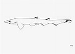 Afbeeldingsresultaten voor "galeus Sauteri". Grootte: 147 x 106. Bron: shark-references.com