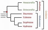 Afbeeldingsresultaten voor Starfish Phylogenetic Tree. Grootte: 171 x 106. Bron: www.researchgate.net