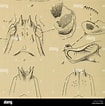 Afbeeldingsresultaten voor "palinustus Unicornutus". Grootte: 105 x 106. Bron: www.alamyimages.fr