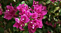 Image result for "bougainvillea Frondosa". Size: 194 x 106. Source: www.flowers-wallpapers.com