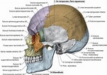 Afbeeldingsresultaten voor Vleugelkophamerhaai Anatomie. Grootte: 151 x 106. Bron: www.brainyoo.de