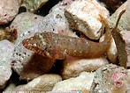 Image result for "lepadogaster Candollei". Size: 147 x 106. Source: www.reeflex.net