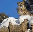 Résultat d’image pour Snow Leopard in Mountains. Taille: 111 x 106. Source: www.treehugger.com