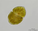 Image result for "gymnodinium Sanguineum". Size: 128 x 106. Source: alchetron.com