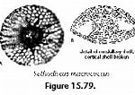 Image result for "amphirhopalum Ypsilon". Size: 150 x 106. Source: www.uv.es