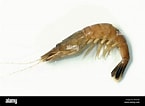 Afbeeldingsresultaten voor Crangon shrimp. Grootte: 145 x 106. Bron: www.alamy.com