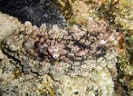 Image result for Stichopus horrens Dieet. Size: 147 x 106. Source: www.chaloklum-diving.com