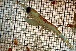 Image result for "nematoscelis Difficilis". Size: 156 x 106. Source: www.marinespecies.org