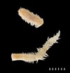 Afbeeldingsresultaten voor "malmgrenia Marphysae". Grootte: 101 x 106. Bron: www.marinespecies.org