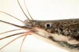 Image result for Clarias gariepinus. Size: 162 x 106. Source: www.joelsartore.com