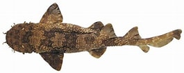 Image result for "orectolobus Japonicus". Size: 265 x 106. Source: shark-references.com