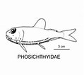 Image result for PHOSICHTHYIDAE. Size: 119 x 106. Source: fishesofaustralia.net.au