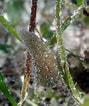 Image result for "afrocucumis Africana". Size: 89 x 106. Source: www.poppe-images.com