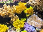 Image result for Fire corals. Size: 141 x 106. Source: www.thoughtco.com