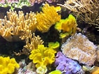 Afbeeldingsresultaten voor Fire corals. Grootte: 142 x 106. Bron: www.thoughtco.com