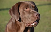 Image result for Labrador Retriever Hunderassen. Size: 172 x 106. Source: pxhere.com