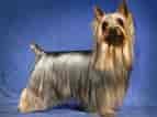 Image result for Silky Terrier. Size: 143 x 106. Source: www.britannica.com
