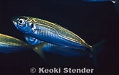 Image result for "thaumastocheles Japonicus". Size: 167 x 106. Source: www.marinelifephotography.com