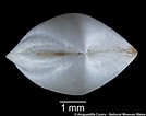 Image result for "thyasira Gouldi". Size: 134 x 106. Source: naturalhistory.museumwales.ac.uk