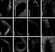 Tamaño de Resultado de imágenes de Scoletoma Magnidentata Stam.: 112 x 106. Fuente: www.researchgate.net