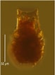 Afbeeldingsresultaten voor "codonellopsis Morchella". Grootte: 78 x 106. Bron: gallery.obs-vlfr.fr