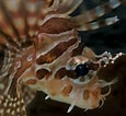 Image result for Dendrochirus zebra. Size: 115 x 106. Source: www.youtube.com