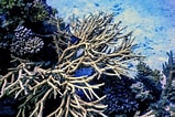 Image result for Acropora cervicornis. Size: 159 x 106. Source: www.freepik.com