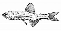 Image result for "lampanyctus Pusillus". Size: 209 x 106. Source: fishbase.mnhn.fr