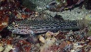 Image result for "pomatoschistus Knerii". Size: 186 x 106. Source: adriaticnature.com