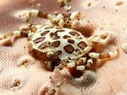 Image result for "lissocarcinus Orbicularis". Size: 142 x 106. Source: www.reefguide.org