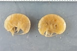Image result for "ampelisca Macrocephala". Size: 159 x 106. Source: www.marinespecies.org