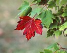 Tamaño de Resultado de imágenes de Red Maple Leaves.: 135 x 106. Fuente: newfoundlandnature.blogspot.com