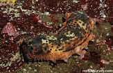 Image result for Stichopus horrens Verwante Zoekopdrachten. Size: 163 x 106. Source: reeflifesurvey.com