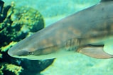 Image result for "carcharhinus Melanopterus". Size: 159 x 106. Source: www.zoochat.com