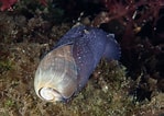 Image result for "akera Bullata". Size: 149 x 106. Source: www.seawater.no