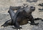 Image result for Galapagos Zeebeer. Size: 150 x 106. Source: www.dierenfun.com