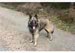 Image result for Belgisk hyrdehund. Size: 148 x 106. Source: www.hundegalleri.dk