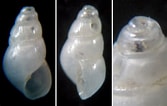 Afbeeldingsresultaten voor "odostomia Scalaris". Grootte: 167 x 106. Bron: www.naturamediterraneo.com