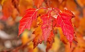Tamaño de Resultado de imágenes de Red Maple Leaves.: 173 x 106. Fuente: www.thespruce.com