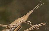 "aonides Oxycephala" に対する画像結果.サイズ: 168 x 106。ソース: insecta.pro