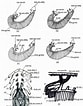 Image result for "gyge Branchialis". Size: 83 x 106. Source: www.researchgate.net