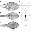 Image result for Cardiomya costellata Klasse. Size: 106 x 106. Source: www.researchgate.net