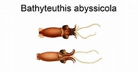 Image result for Bathyteuthis abyssicola Feiten. Size: 201 x 106. Source: www.youtube.com
