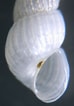 Image result for "chrysallida Indistincta". Size: 74 x 106. Source: www.naturamediterraneo.com