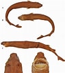 Afbeeldingsresultaten voor "isistius Plutodus". Grootte: 95 x 106. Bron: www.researchgate.net