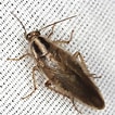 Image result for Procerodella asahinai Familie. Size: 106 x 106. Source: bugguide.net